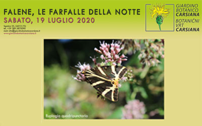 Falene, le farfalle della notte